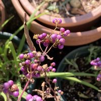 コムラサキ,コムラサキ,ネリネ,ネリネ,ムラサキシキブの画像