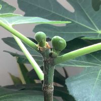 イチジク,いちじく,室内栽培,鉢栽培,1年生の画像
