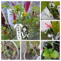 ヨルガオ,オキザリス　桃の輝き,いつも、いいね!ありがとうございます(*´`)♡,袋栽培,LINEスタンプの画像