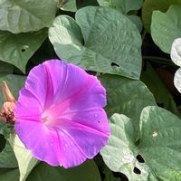 アサガオ,アサガオ,ご近所,マイペースに,ストレスの画像