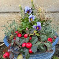 チェッカーベリー,ロータスブリムストーン,アンティークビオラ エールドクール,サントリーナ　雪のサンゴ礁,ガーデニング初心者の画像