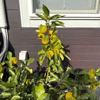 カロライナジャスミンの画像