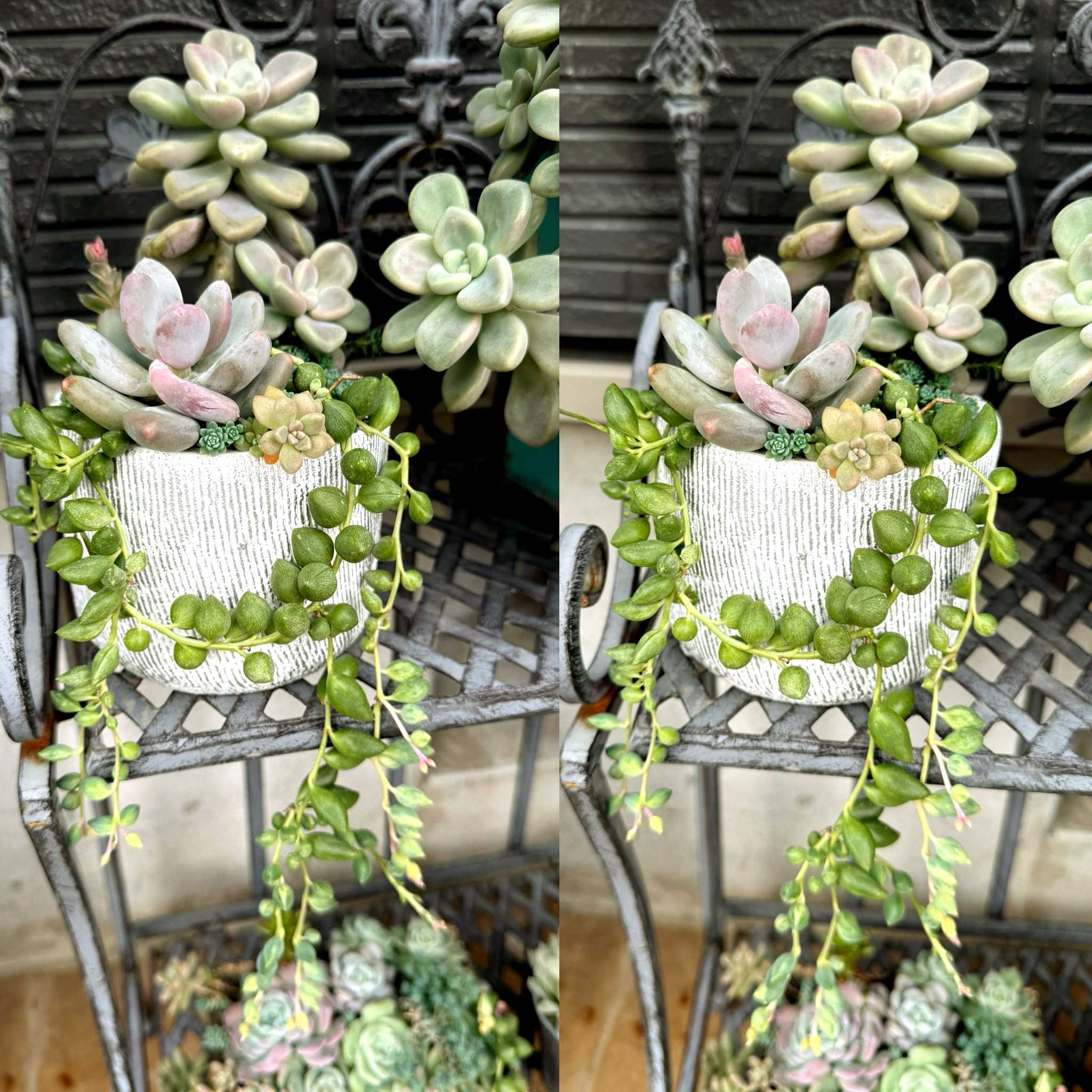 タニクリスマスツリーが話題！クリスマスは多肉植物を飾って楽しもう