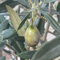 オリーブ,多肉植物,アロエ属の画像