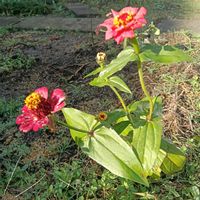 ジニア,ヒャクニチソウ,庭の画像
