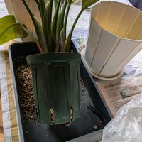 ストレリチア,根鉢ぱんぱん☆,after♡,Before"(-""-;）",観葉植物の画像