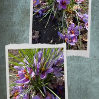 サフラン,サフラン,サフラン(番紅花),お花　コラージュ,✨番紅花✨の画像