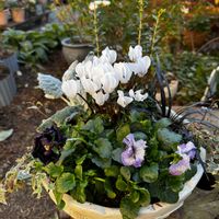 ガーデンシクラメン,コクリュウ（黒竜）,パンジー フェデネージュ,寄せ植え,白妙菊 もふもふしろうさぎの画像