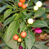 観賞用トウガラシの画像