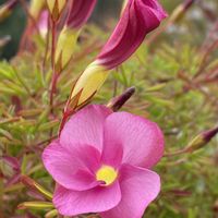 アメリカンブルー,オキザリス　桃の輝き,季節の花,キュンキュン乙女倶楽部,幸せを呼ぶフクロウ祭りの画像