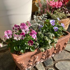 ビオラ,寄せ植え,軒下,花のある暮らし,玄関アプローチの画像