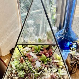 テラリウム,多肉箱庭の画像