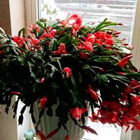 シャコバサボテン,リビング,ピンクと赤,華やいでの画像