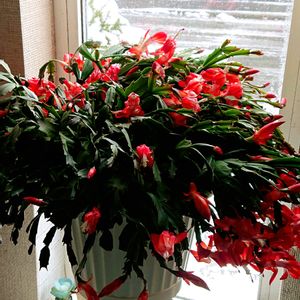 シャコバサボテン,リビング,ピンクと赤,華やいでの画像