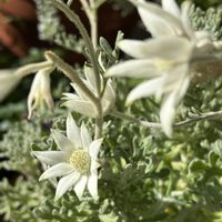 アロエ,チェリーセージ,フランネルフラワー,ベゴニア,クリスマスホーリーの画像