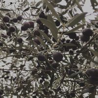 オリーブ,オリーブ,オリーブの木,オリーブの木,オリーブの実の画像