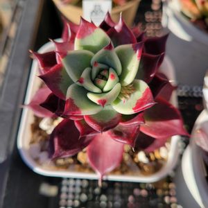 沙羅姫牡丹,沙羅姫ボタン×ロメオルビン,ダークバメラ×チワワエンシス　イエコラ,多肉植物,南の日当たりの良い軒下の画像