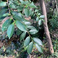 ヒサカキの画像