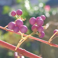 コムラサキ,コムラサキ,小春日和,今日のお花,キュンキュン乙女倶楽部の画像