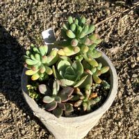 オーロラ,乙女心,レズリー,ピーチプリデ,CORTEの画像