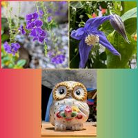 クレマチス,デュランタ,花のある暮らし,植物好き,自然の不思議の画像