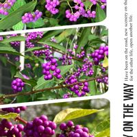 オリーブ,コムラサキ,ピラカンサ,ノブドウ,コムラサキ 実の画像