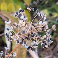 ニラ,韮,雑草,山野草,野草の画像