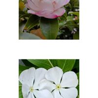 ニチニチソウ,山茶花の画像