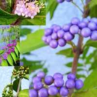 コムラサキ,デルフィニウム,今日のお花,繋がりに感謝✨,青い花マニアの画像