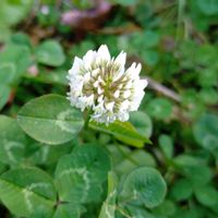 クローバー,シロツメクサ,白詰草,花言葉,感謝の画像