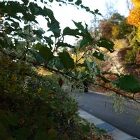 サルスベリの画像