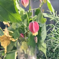 ビワ,ホトトギス,アブチロン (チロリアンランプ),高砂の翁　綴化,トランスバールの画像