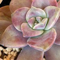 エケベリア,花うらら,花うらら,パープルディライト,パープルディライトの画像