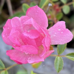 ガーデニング,花のある暮らし,ナチュラルスタイル,薔薇のある暮らし♡,おうち園芸の画像
