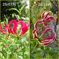 グロリオサ,蔓性植物,天草市,家庭園芸,小さな庭の画像