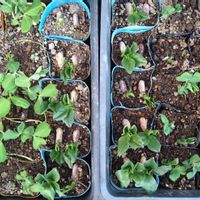 ソラマメ,一寸そらまめ,オランダ大莢　キヌサヤえんどう,ウスイ　実えんどう,芽吹きの画像