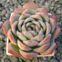 スイレン,姫秋麗　葉挿し,姫秋麗丼。,姫秋麗　地植え,レッドベリー　葉挿しの画像