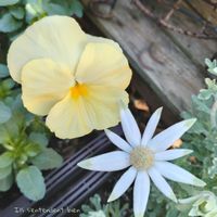 フランネルフラワー,パンジー,なかよし,人間関係の画像