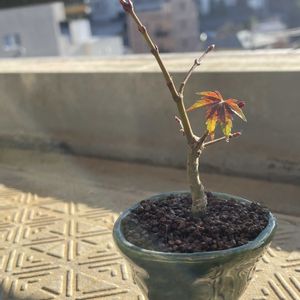 もみじ,自作鉢,小品盆栽,紅葉（こうよう）の画像