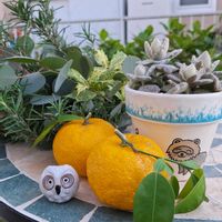 ローズマリー,柚子,ラッキーガール,ラッキーガール,ユーカリポポラスの画像