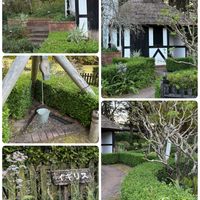 セイヨウニンジンボク,旅行先,野鳥,カモメ,浜名湖ガーデンパークの画像