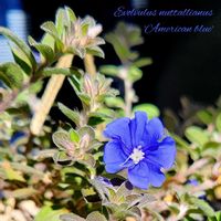 エボルブルス,アメリカンブルー,サブセシリス,ネオンブレーカーズ,多肉植物の画像