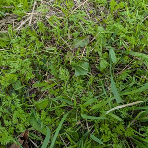 雑草,日記,こぼれ種,自己流,無農薬の画像