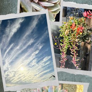 多肉植物,可愛い,元気！,もりもり多肉,てんとう虫の画像