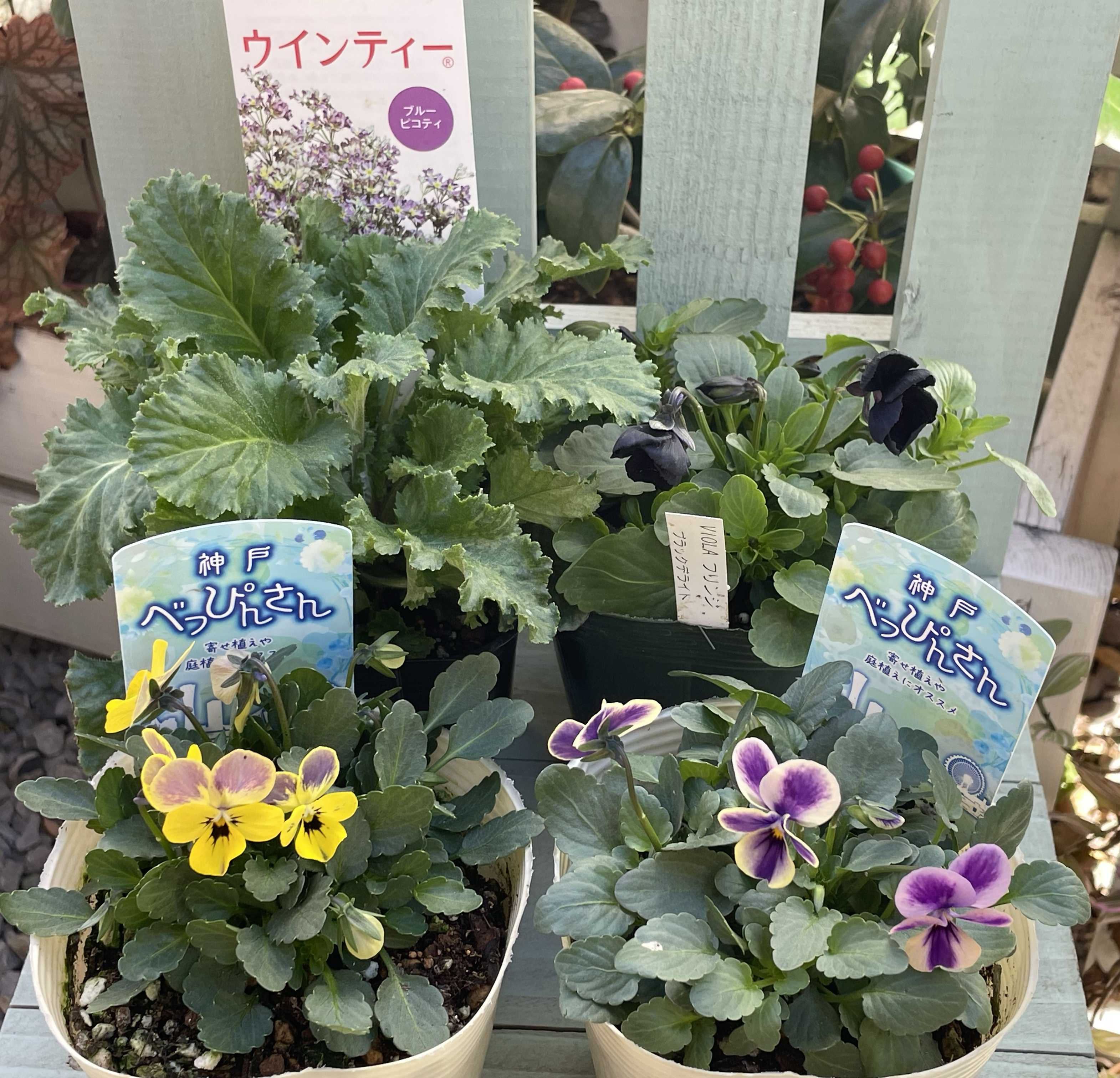 神戸べっぴんさんビオラ：夢紡ぎの一覧｜🍀GreenSnap（グリーンスナップ）