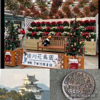 インパチェンス,インパチェンス,エアープランツ,エアープランツ,ポインセチアの画像