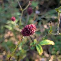 ワレモコウ,今日のお散歩,歩くの大好き♡の画像