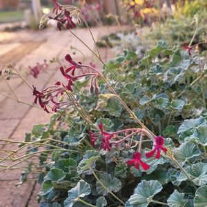 リーフ好き☘.۰•゜,地植え,かわいいな♡,大好きなお花,成長が楽しみの画像