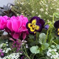 アリッサム,エリカ,キンギョソウ,シロタエギク,ヘデラの画像