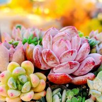 ザクロ,シャングリラ,多肉植物,Love & Peace,半分そらの画像